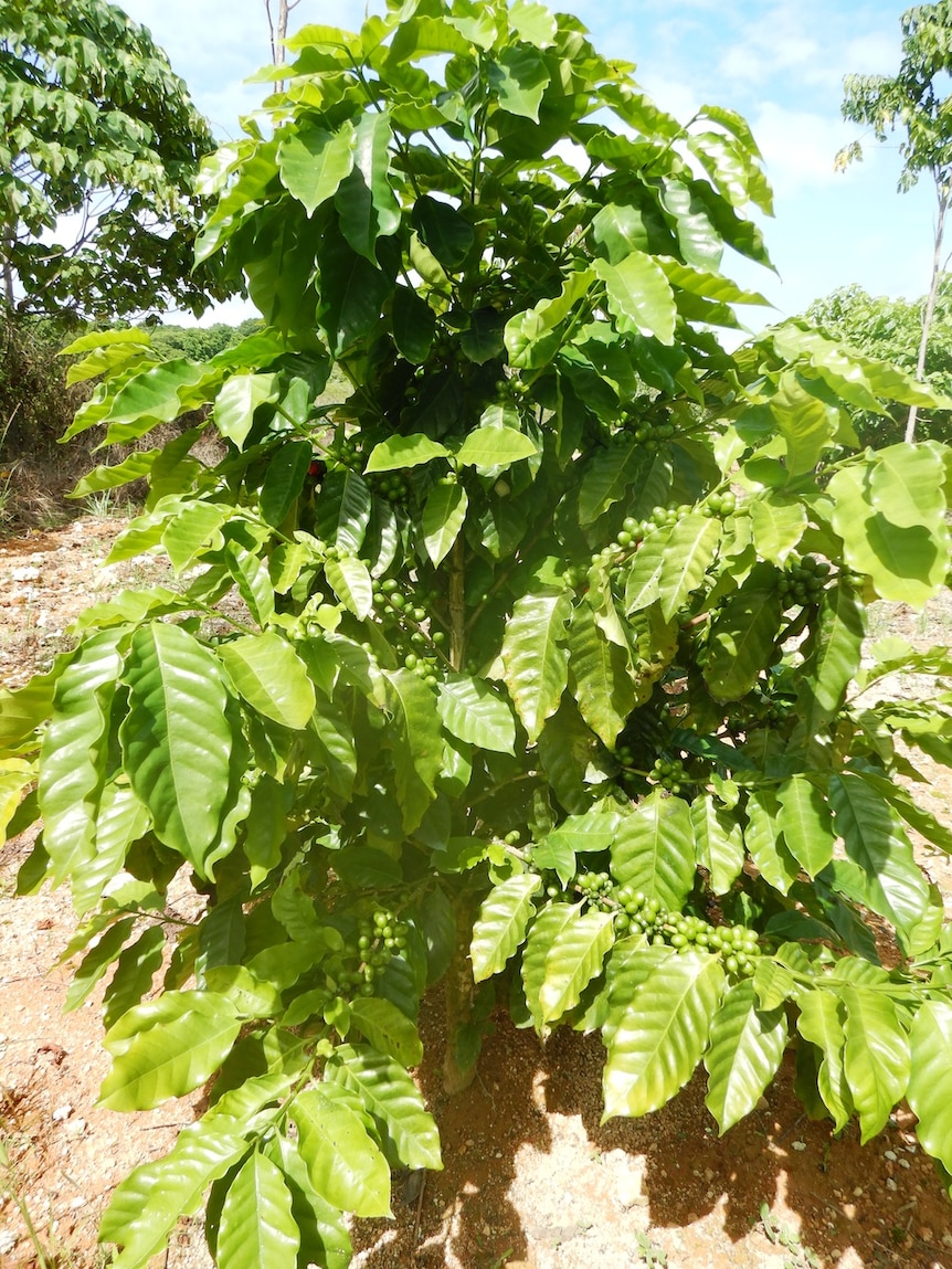 Coffee plant