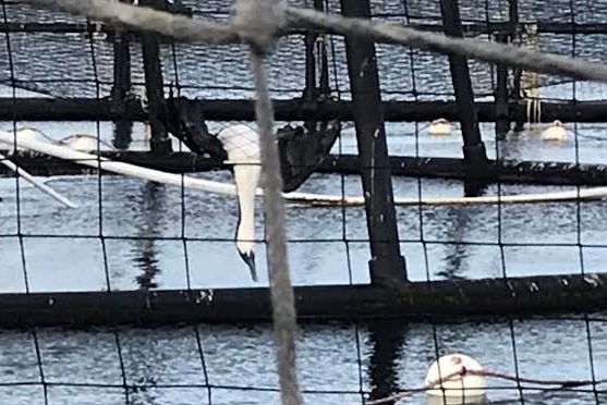 Dead bird caught in the net of a salmon farming pen.