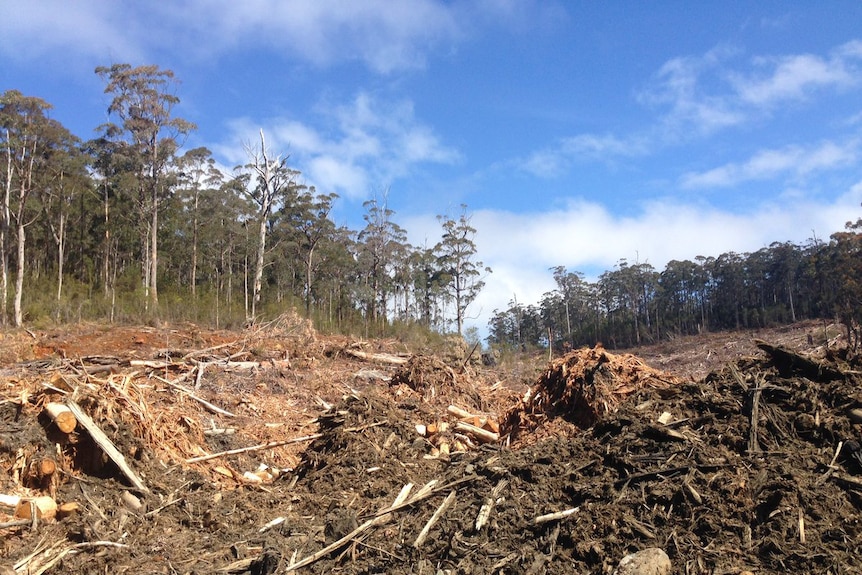 Coupe SO34A-Tyler's Hill in the southern forests