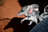 A large grey and white bilby with its teeth showing is held in a park ranger's hand.