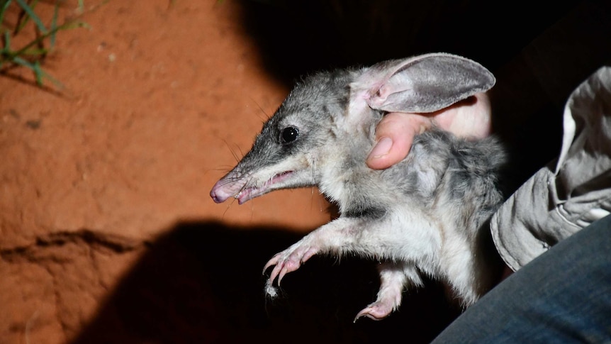 A large grey and white bilby with its teeth showing is held in a park ranger's hand.