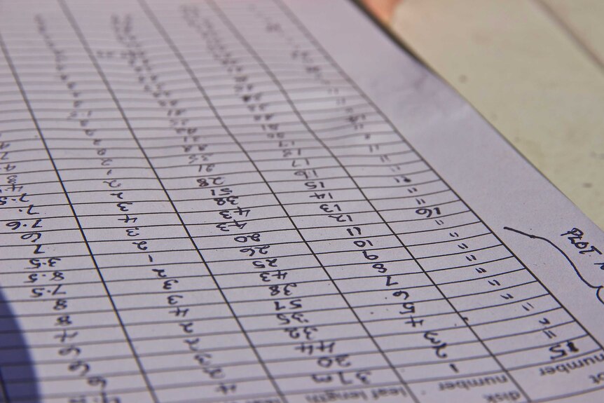 Lines of orchid measurements on a grid