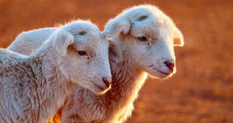 Two lambs on a farm.