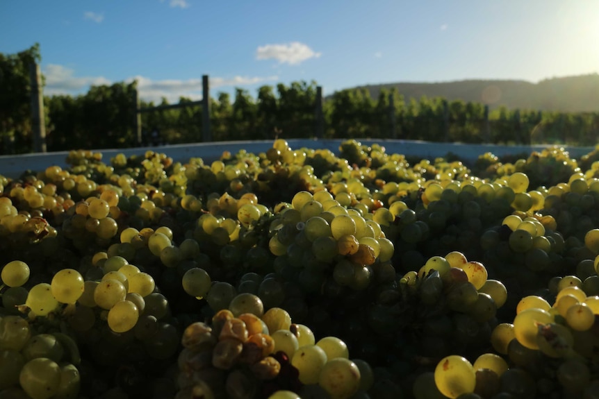 Tasmanian cool climate grapes