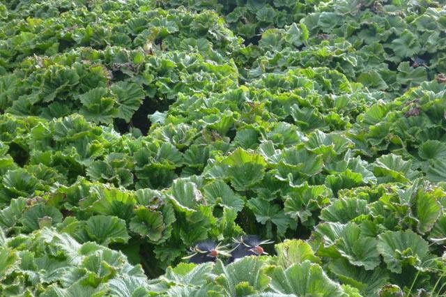 A couple of birds take refuge in a field of cabbage-like plants on Macquarie Island