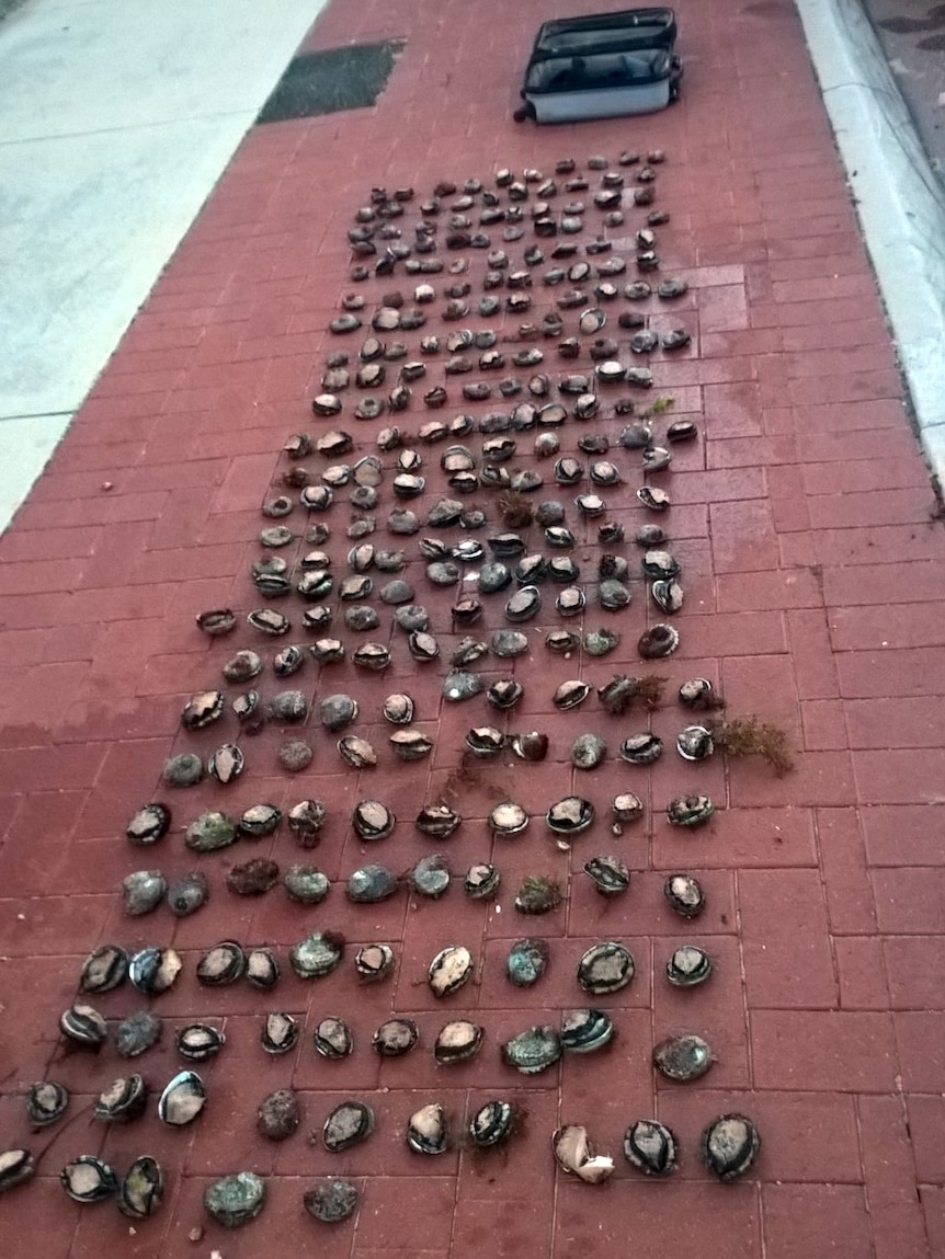 Abalone spread out on the pavement.