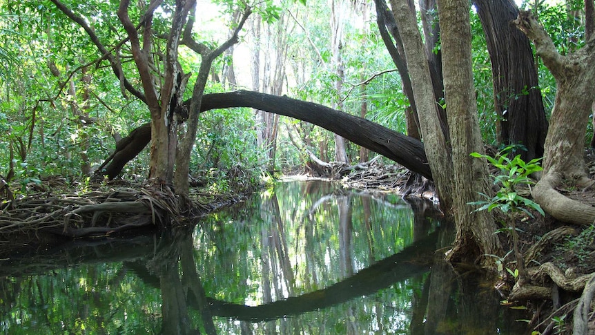 Rapid Creek, upstream of Millner, near Darwin city.