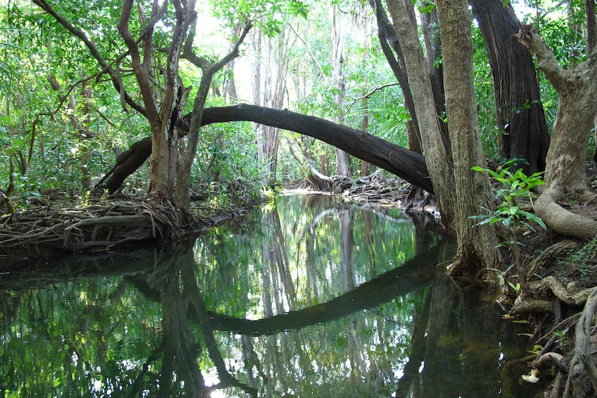 Rapid Creek, upstream of Millner, near Darwin city.