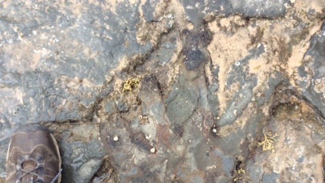 Dinosaur footprint in rock near Inverloch in Victoria