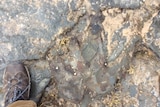 Dinosaur footprint in rock near Inverloch in Victoria
