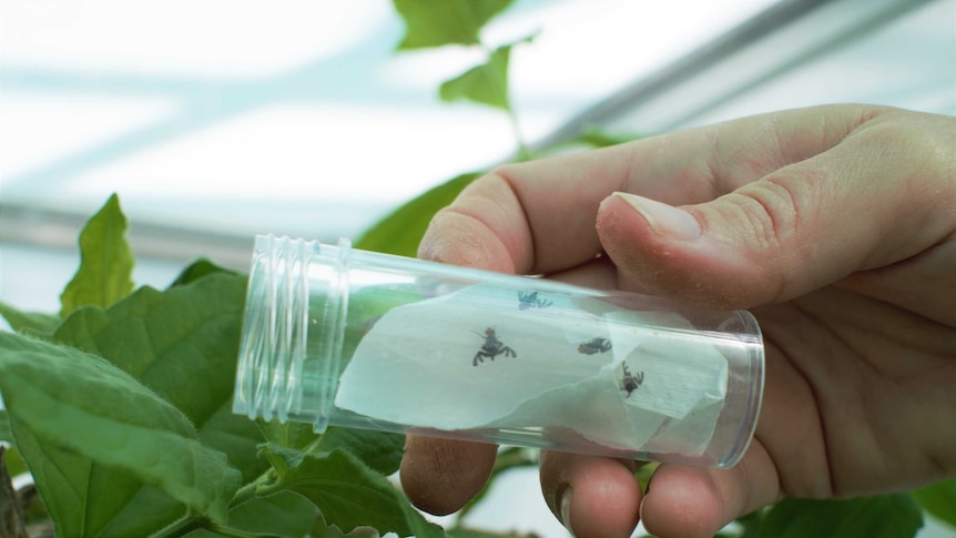 tiny flies in a test tube