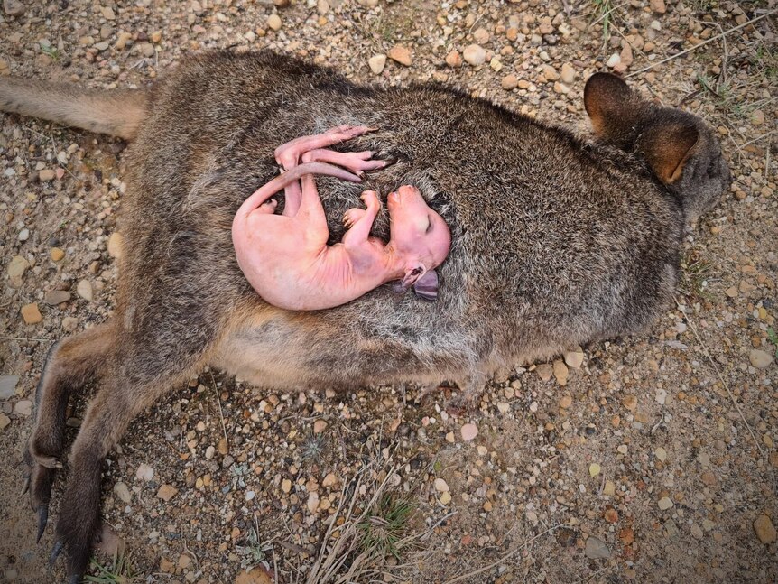 A dead adult wallaby lying on bare ground with a pink, hairless baby wallaby lying on top.