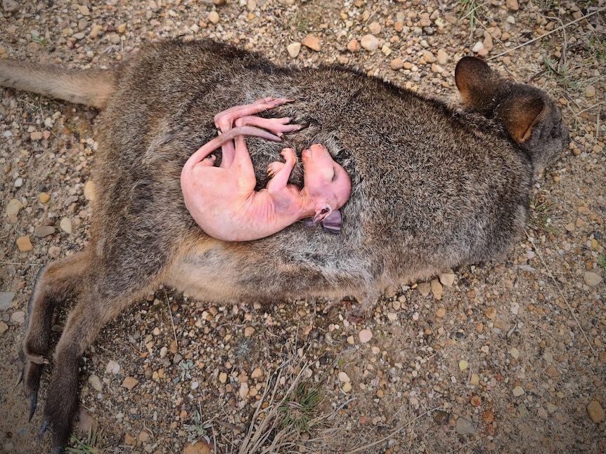 A dead adult wallaby lying on bare ground with a pink, hairless baby wallaby lying on top.