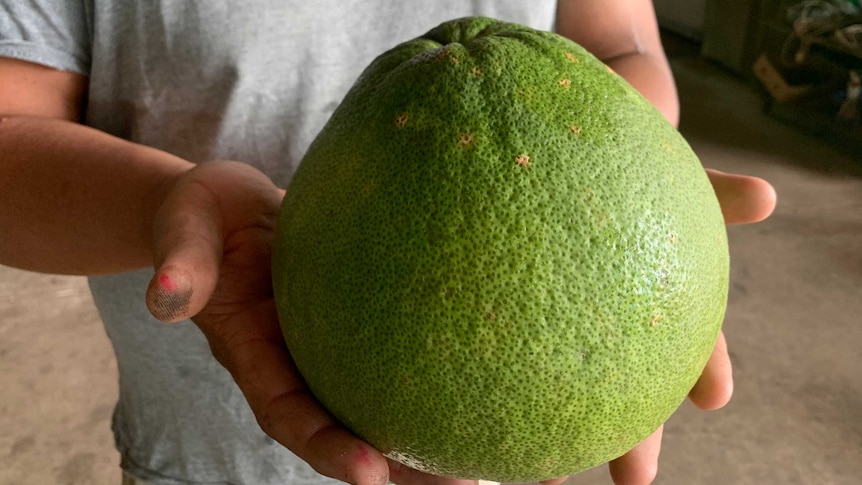 a man holding a large, green pomelo.