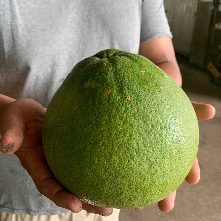 a man holding a large, green pomelo.