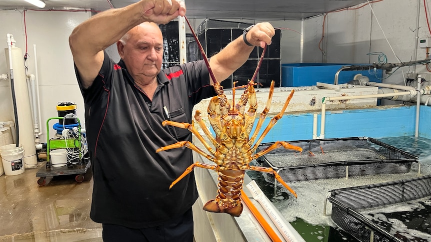 A man holds up a rock lobster after pulling it out of a tank