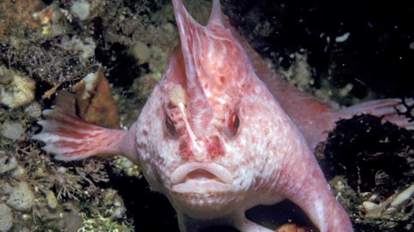 Pink Handfish in Tasmanian waters