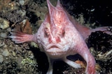 Pink Handfish in Tasmanian waters