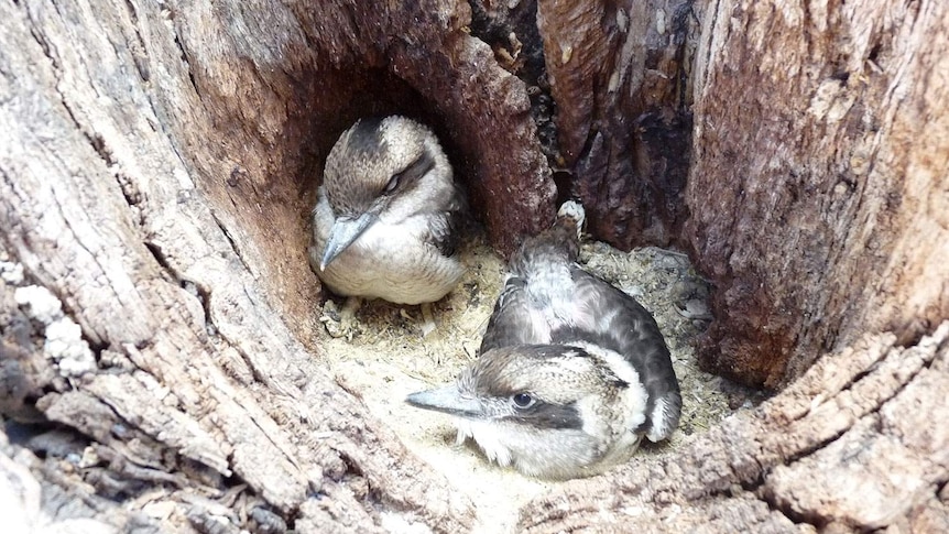 Baby kookaburras nest in the dead truck of the Tree of Knowledge at Barcaldine