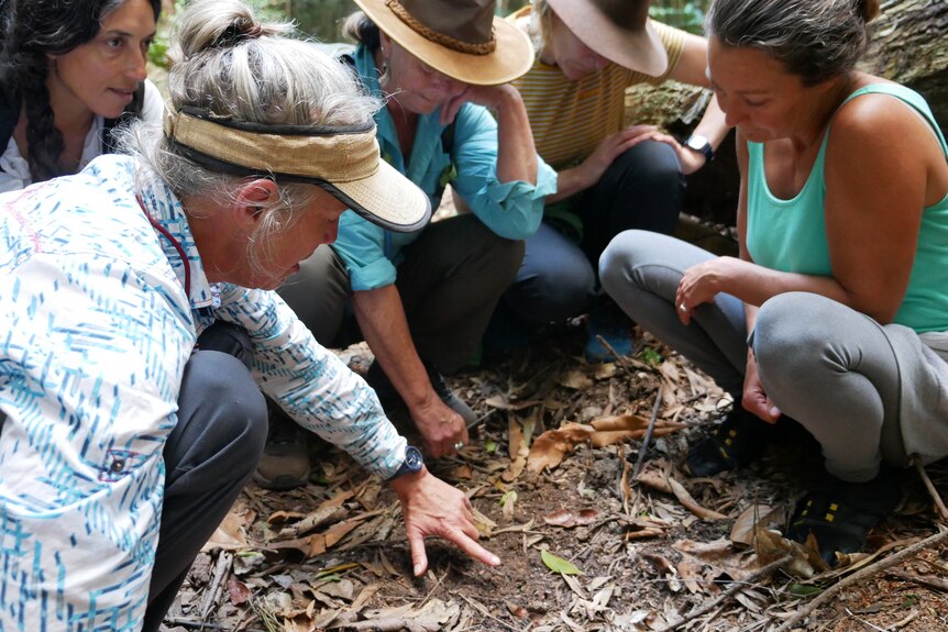 Five women look examine something on the leaf-strewn earth, two wear hats, one wears a visor.