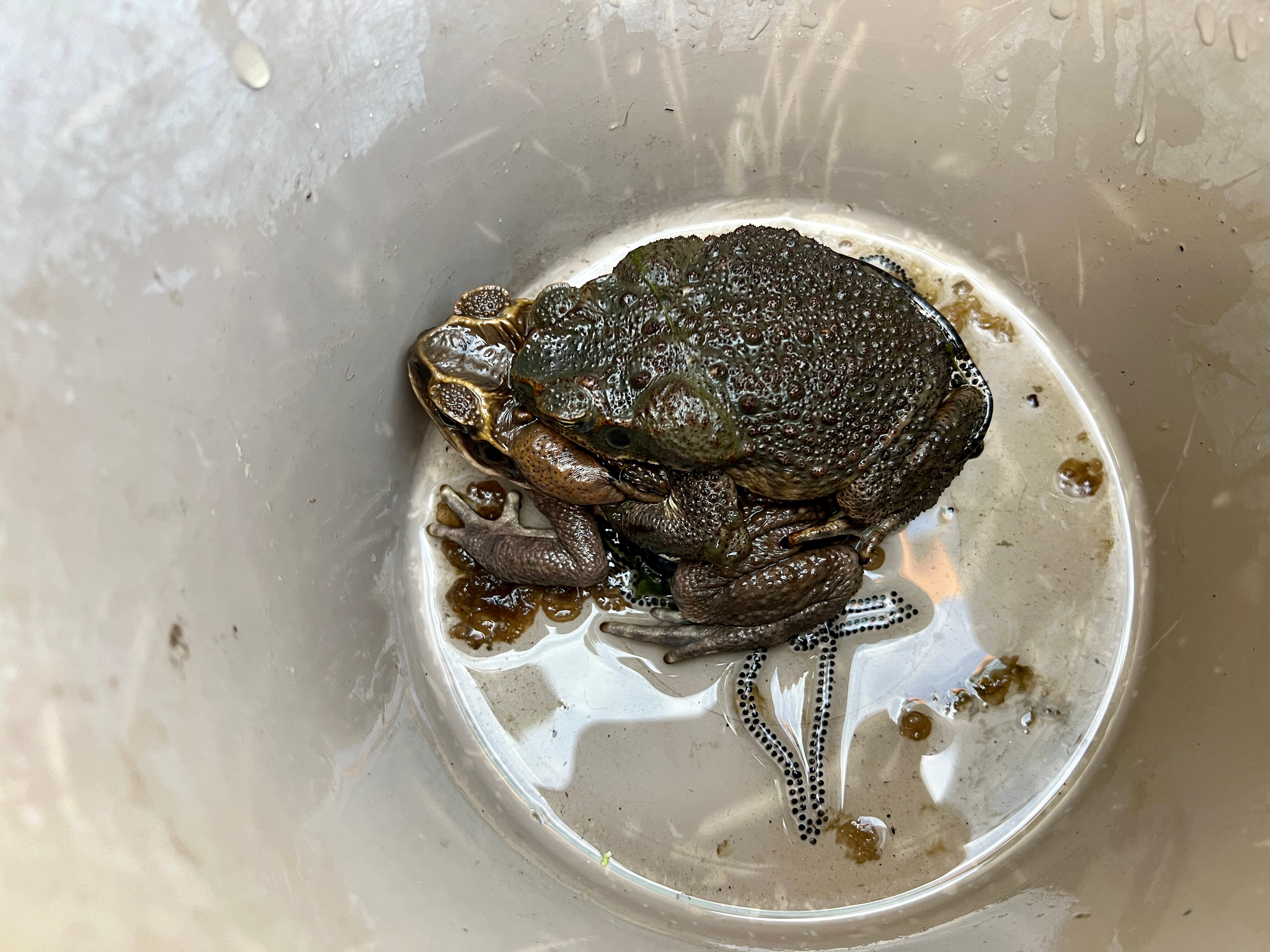 Two cane toads sit on top of one another in a bucket. 