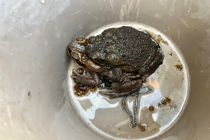 Two cane toads sit on top of one another in a bucket. 