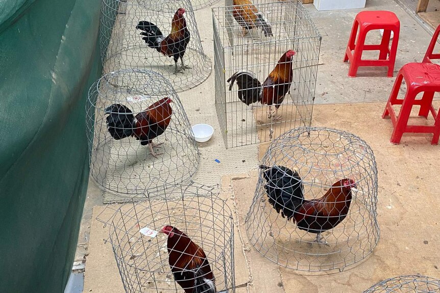 Cockrells in cages