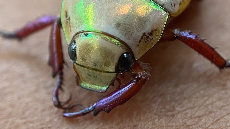 close up on metallic beetle's head