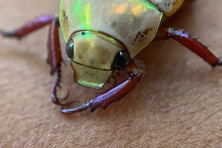 close up on metallic beetle's head