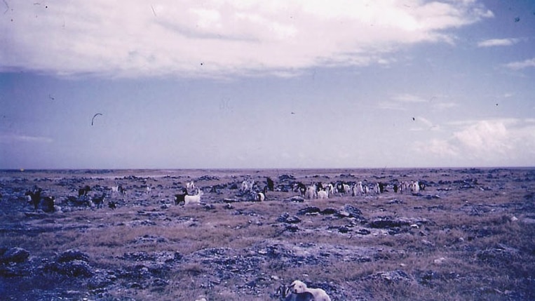 Imported goats were the only thing that remained on Lady Elliot Island after mining operations finished.
