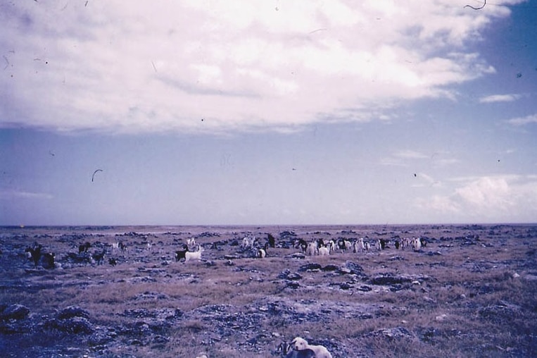 Imported goats were the only thing that remained on Lady Elliot Island after mining operations finished.