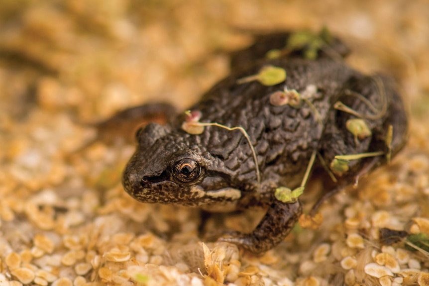 A brown frog covered  blades of grass