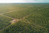 Aerial picture of a lot of trees on a large, flat piece of land