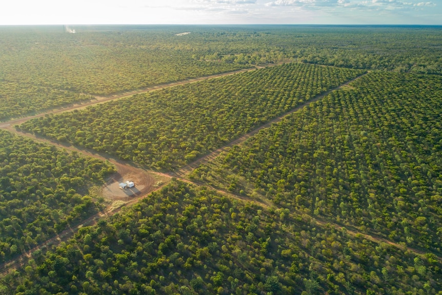 Aerial picture of a forest divided up with access tracks