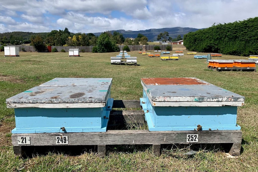 A picture of hives in a field with mountains in the background