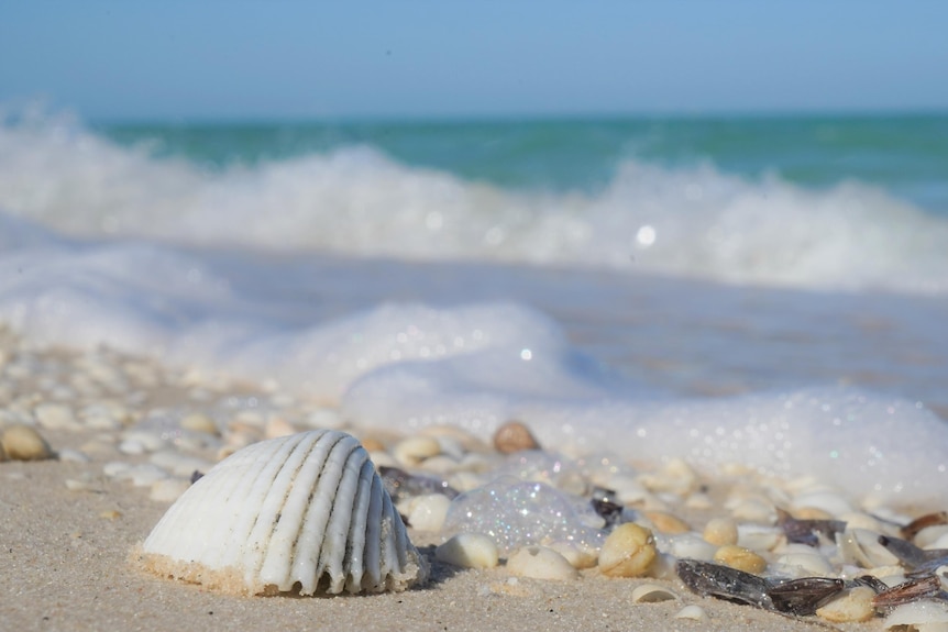 A close up of a shell on the beach with small waves behind it. 