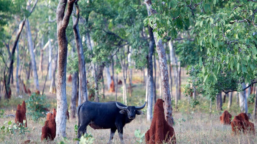 A buffalo stands next to a large dirt mound and looks directly at camera