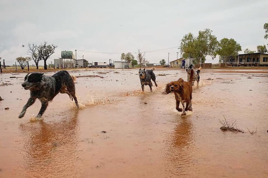 Four dogs run on red dirt wet by cyclonic rain