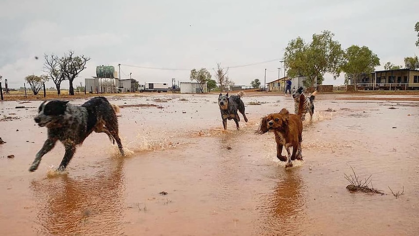 Four dogs run on red dirt wet by cyclonic rain