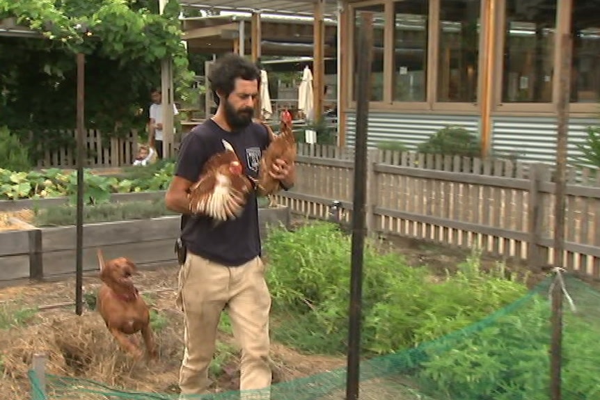 Michael Zagoridis tends to the chickens at the farm while Pep the dog watches on.