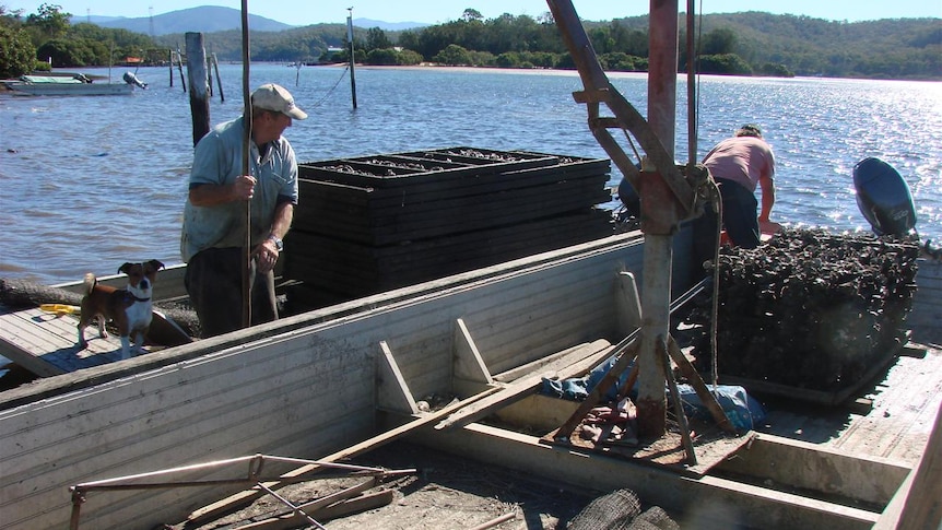 Oyster farmers on boats, Clyde River, Batemans Bay, NSW South Coast