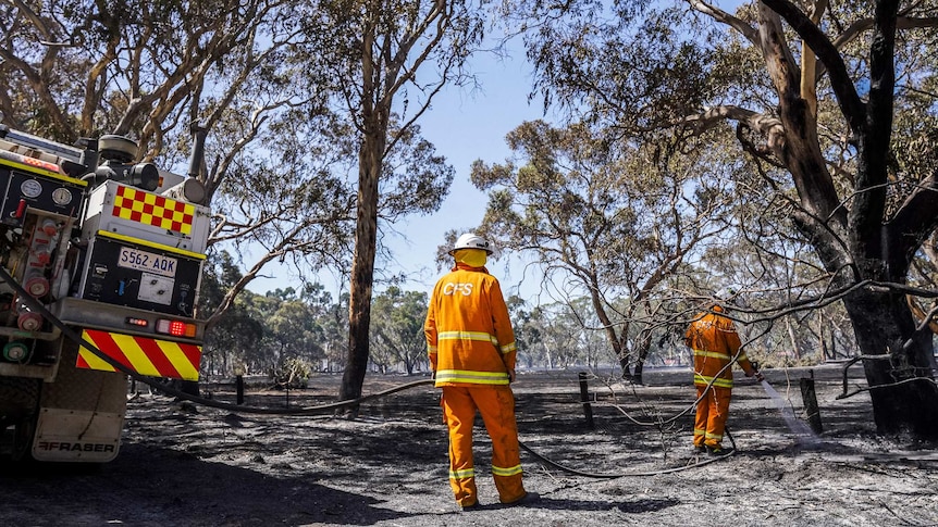 A firefighter with a fire hose sprays a smouldering tree stump.