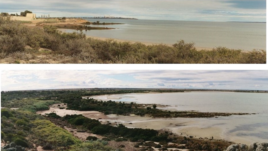 Two images of beaches with seaweed on them