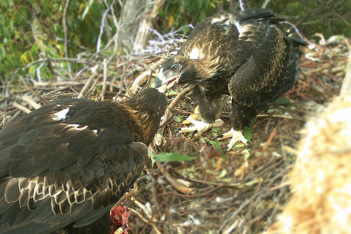 Ethel the Tasmanian wedge-tailed eagle with a parent, in her nest.