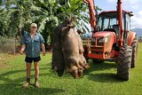 A man standing next to a tractor has an arm holding three dead feral pigs.