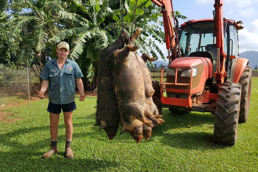 A man standing next to a tractor has an arm holding three dead feral pigs.