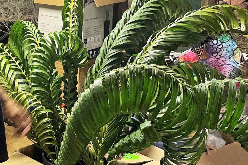 A box full of woven palm fronds