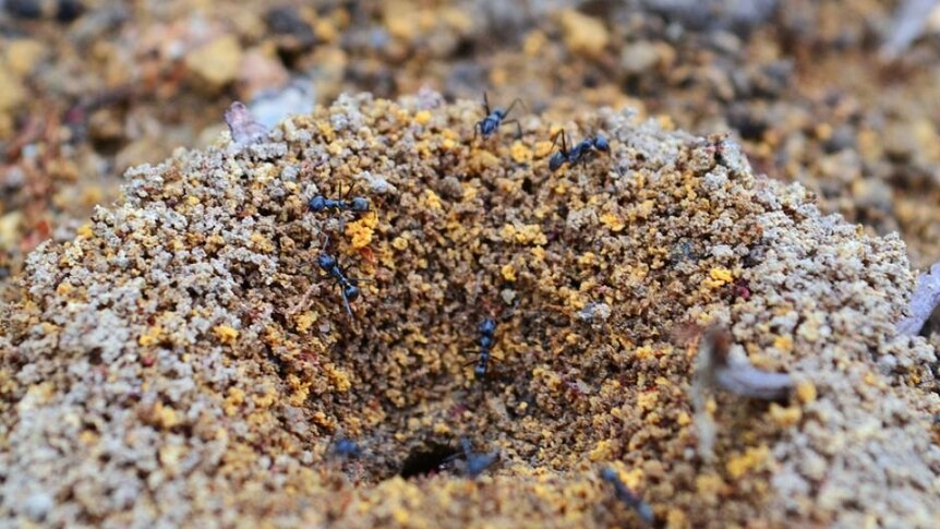 Ada lebih dari 13.000 spesies semut. Hewan ini bisa berjalan ratusan meter untuk mencari makanan.