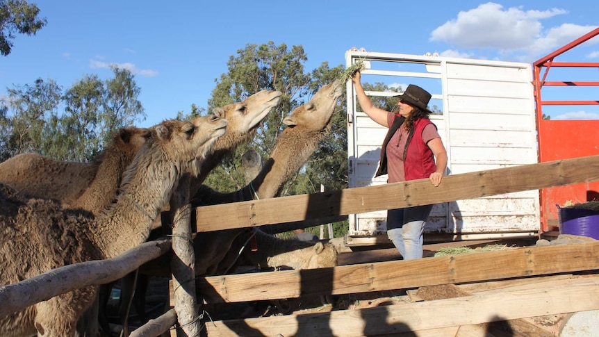 A woman coaxes three camels on to a truck with a hand full of hay.