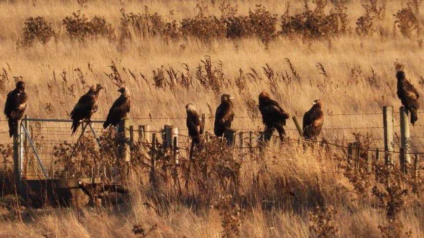 A dry grassy paddock with 8 eagles perched on a fence and one on the ground